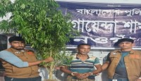 মান্দায় গাঁজার গাছসহ গ্রেফতার ১